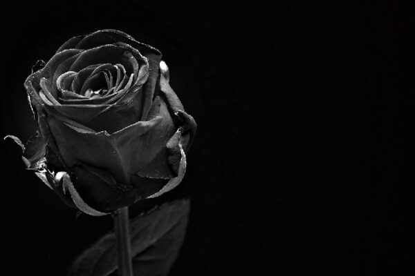 What Do You Know About Black Roses? And Types of Black Roses