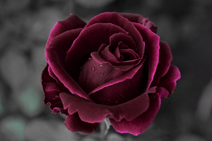 Black Velvet Rose